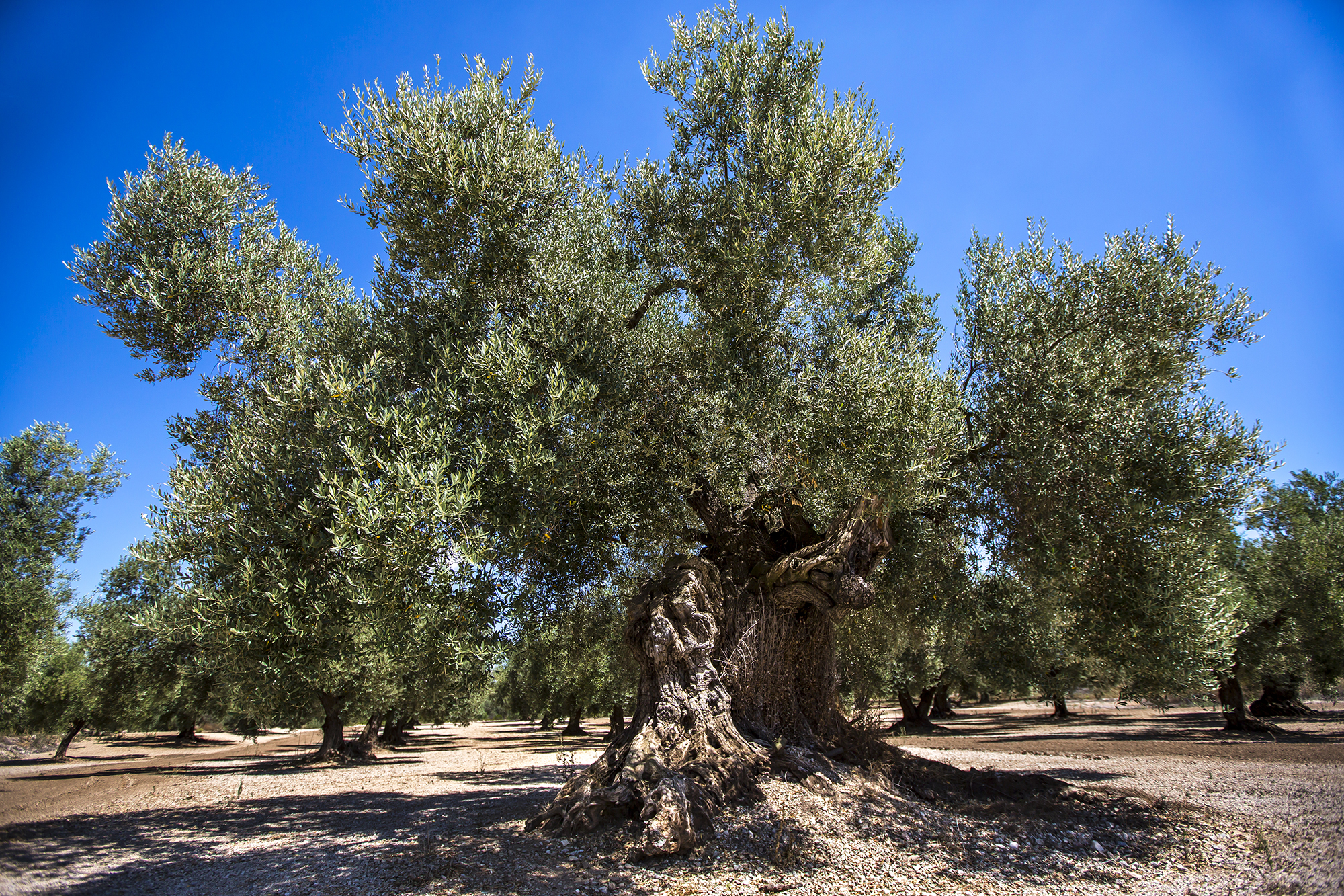Ancient olive tree
